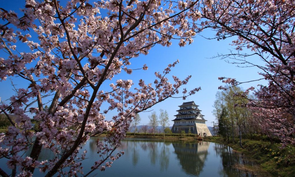 Cherry blossoms in Japan