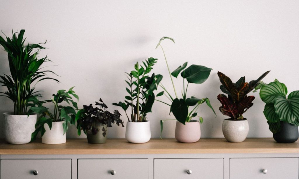 Indoor plants care