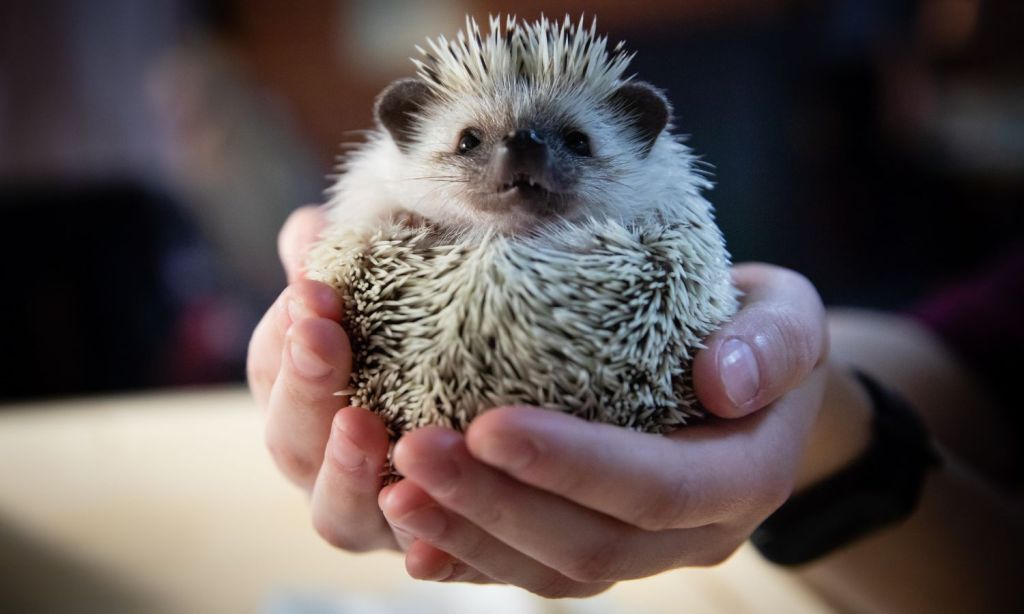 Hedgehog Cafe Tokyo