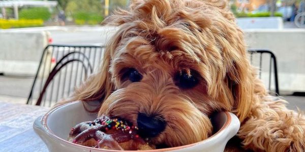 best dog-friendly cafes sydney