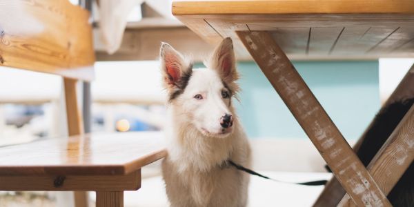 Dog friendly cafes Adelaide