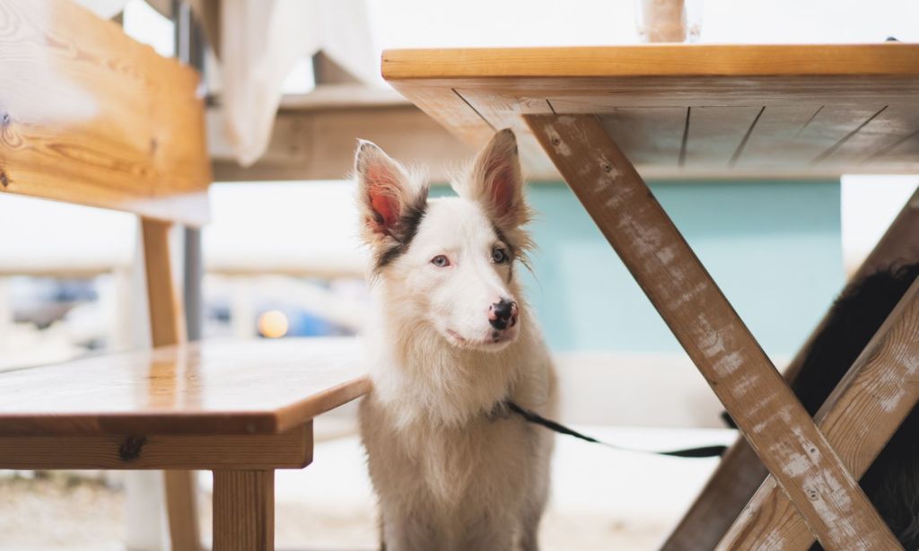 Dog friendly cafes Adelaide