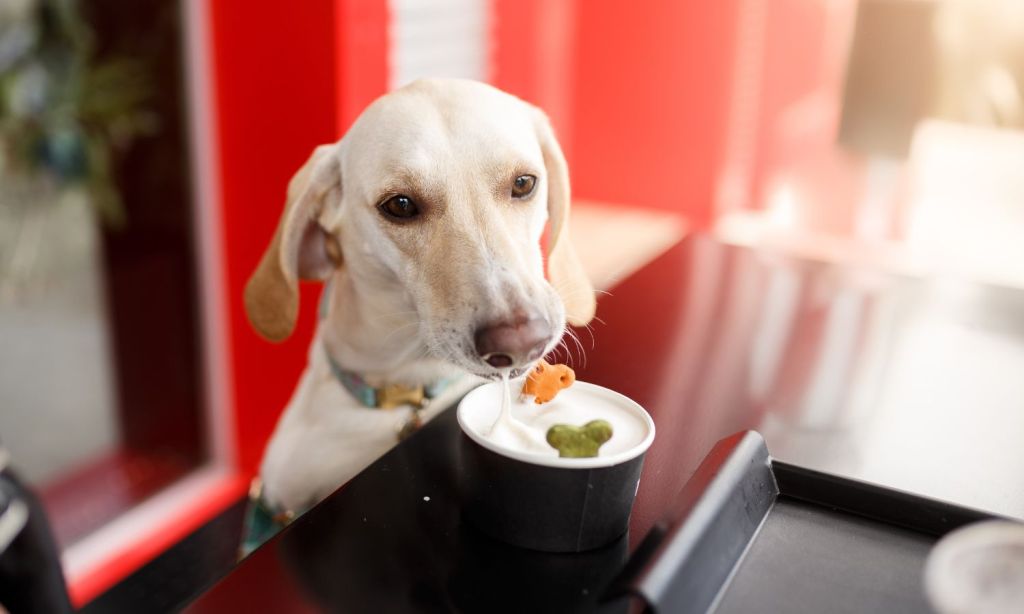 Pet Friendly Cafes Brisbane