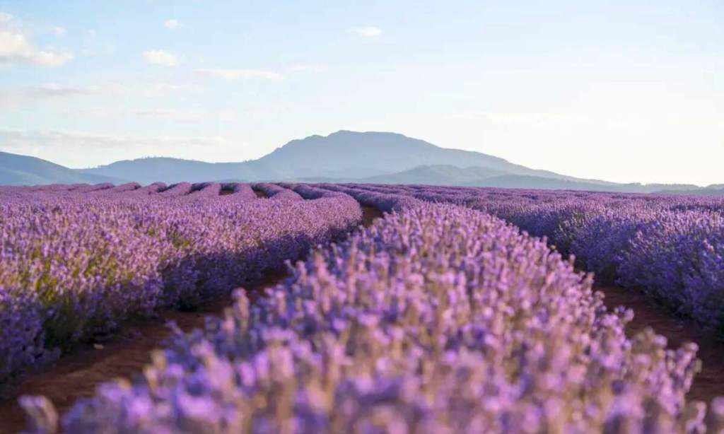 where to see spring flowers hobart