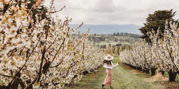 where to see spring flowers melbourne