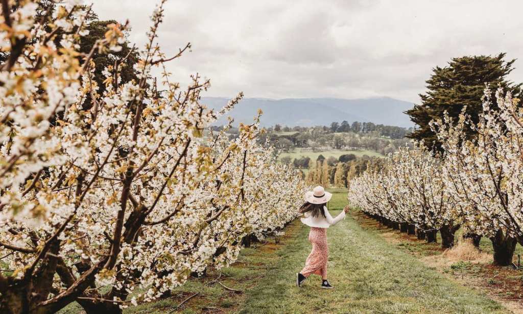 where to see spring flowers melbourne