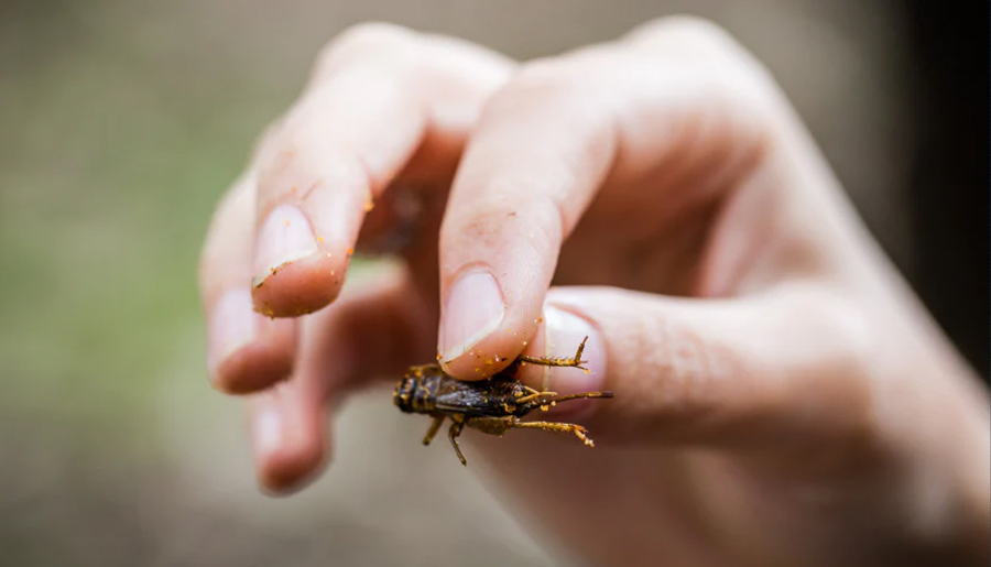 One of Skye Blackburn's crickets