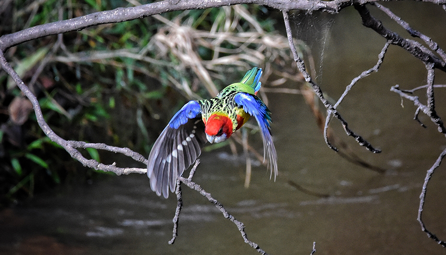 Australia Sustainability