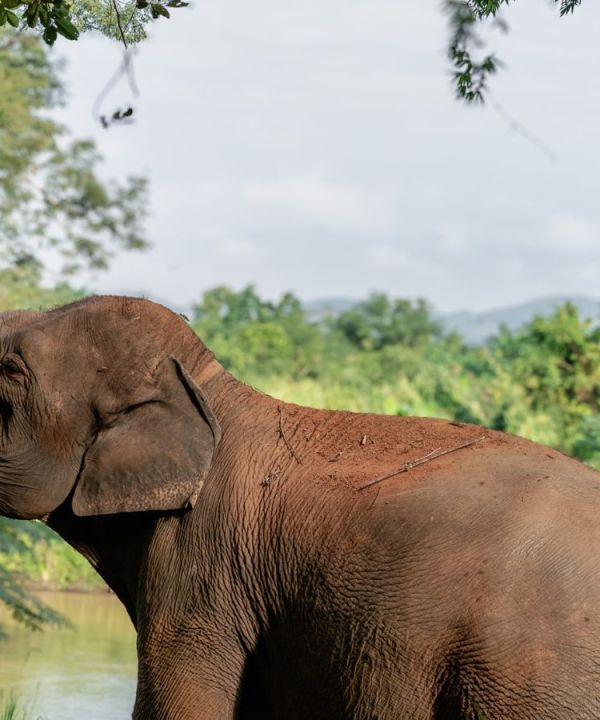 elephant experiences thailand