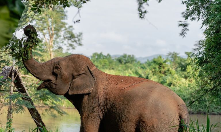 elephant experiences thailand