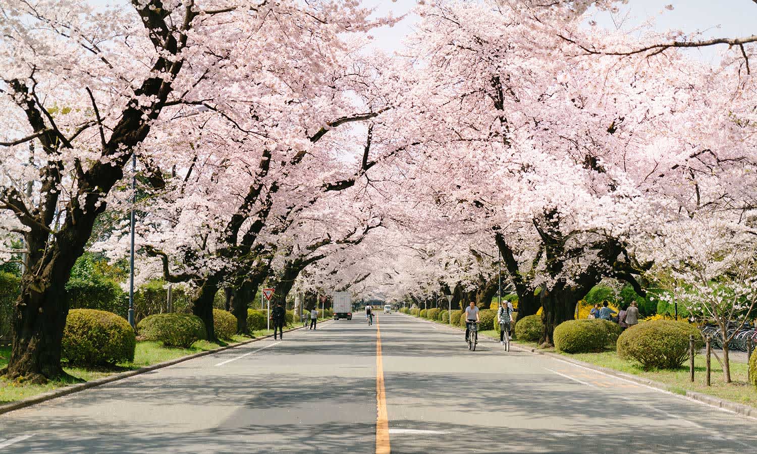 cherry trees