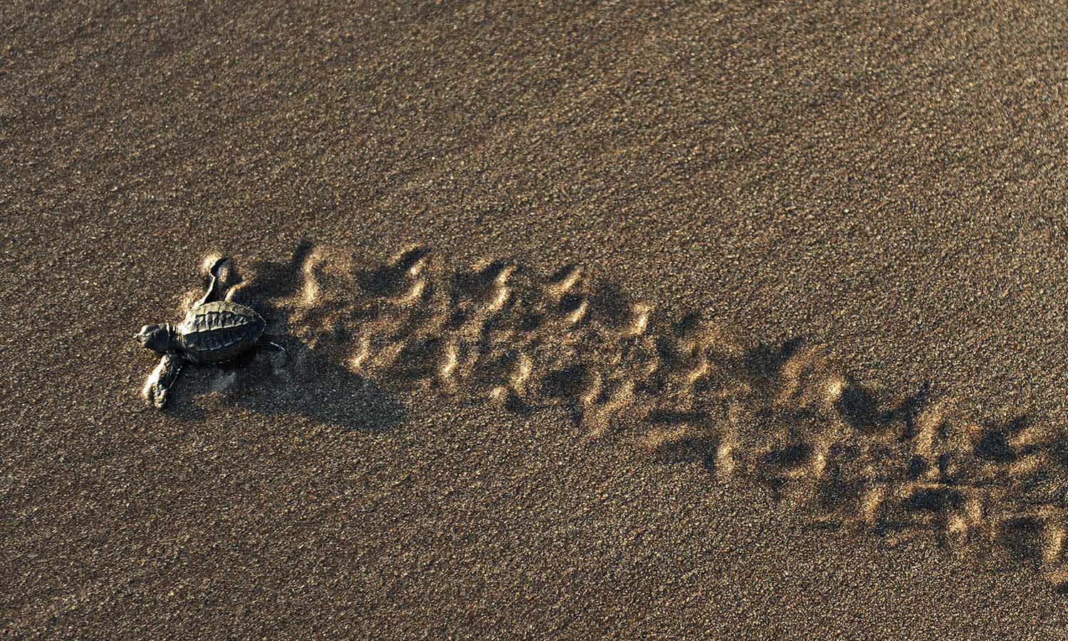 baby-turtle