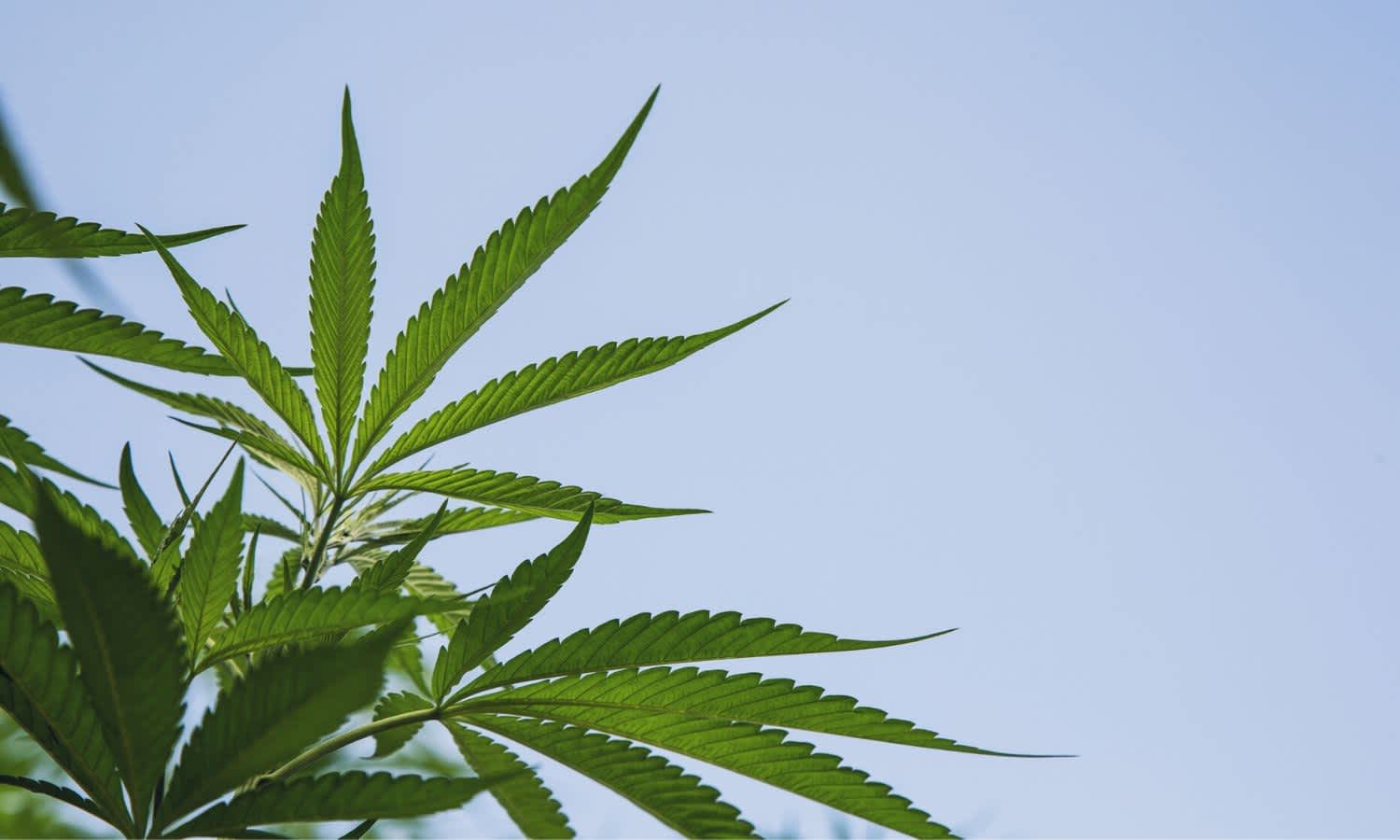 Cannabis