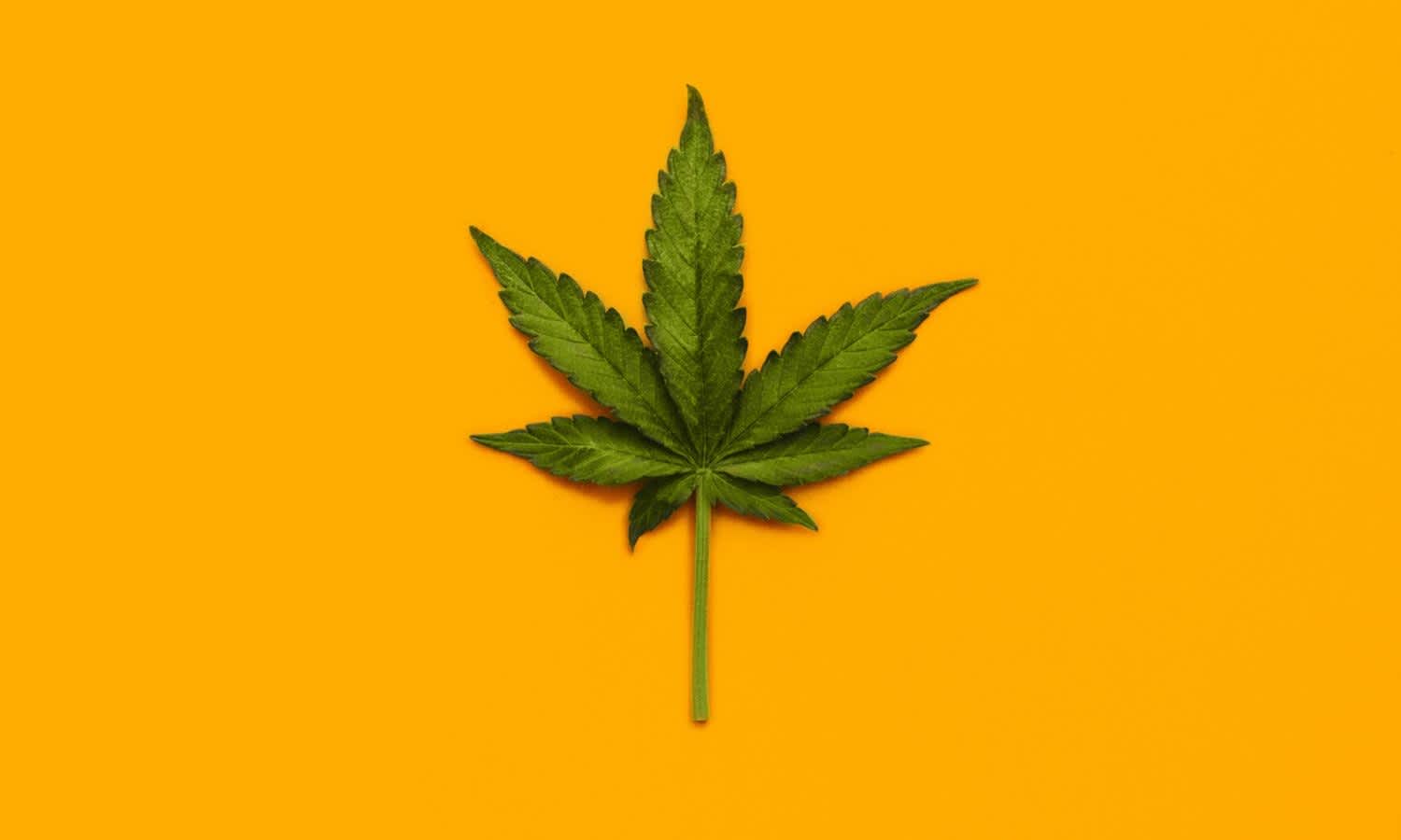 Hemp Oil