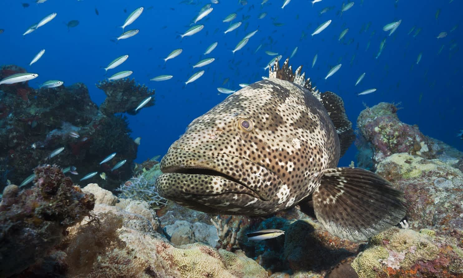Great barrier reef