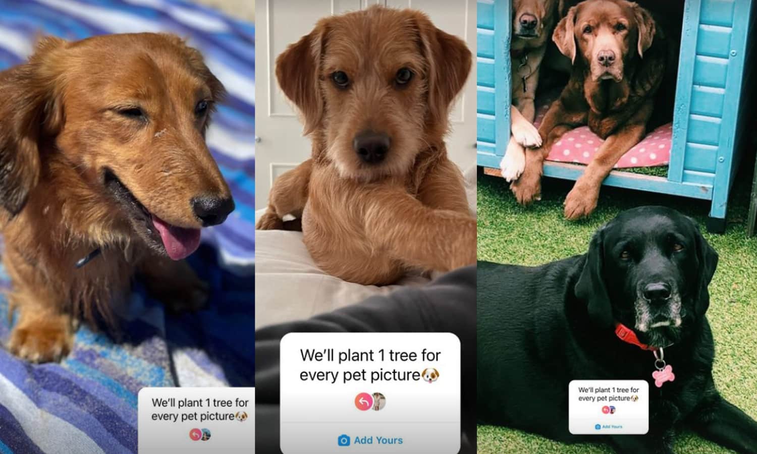 plant a tree for every pet picture