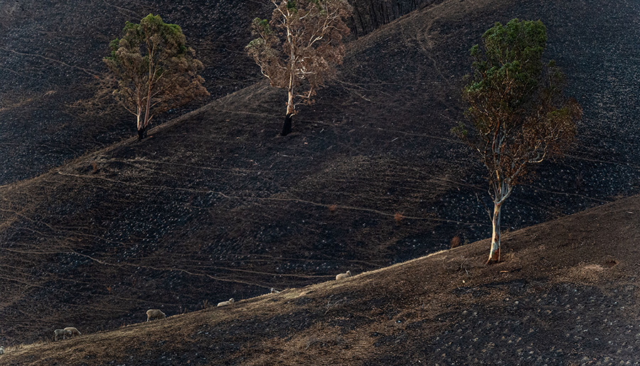 Burnt trees