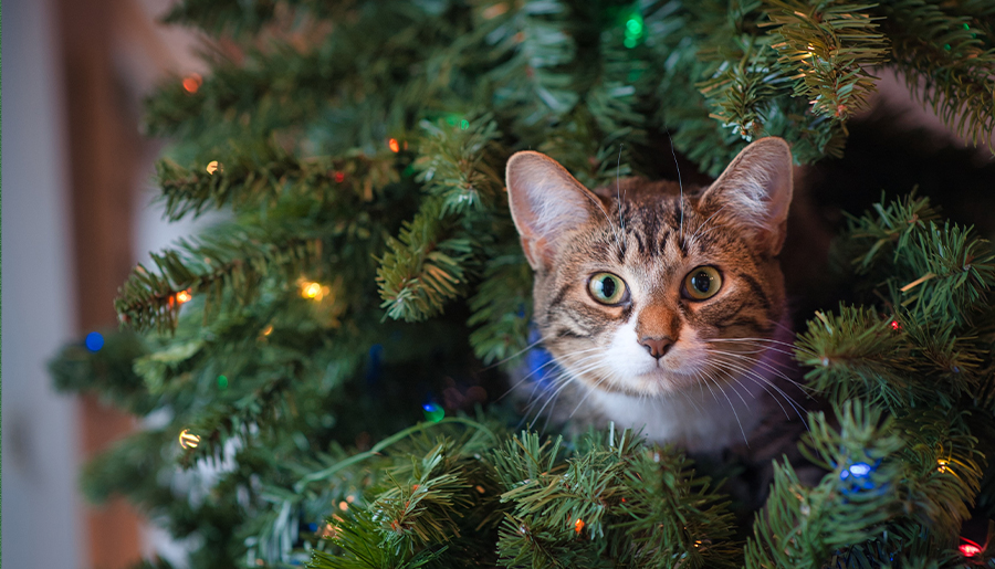 A plastic Christmas tree with a cat in it