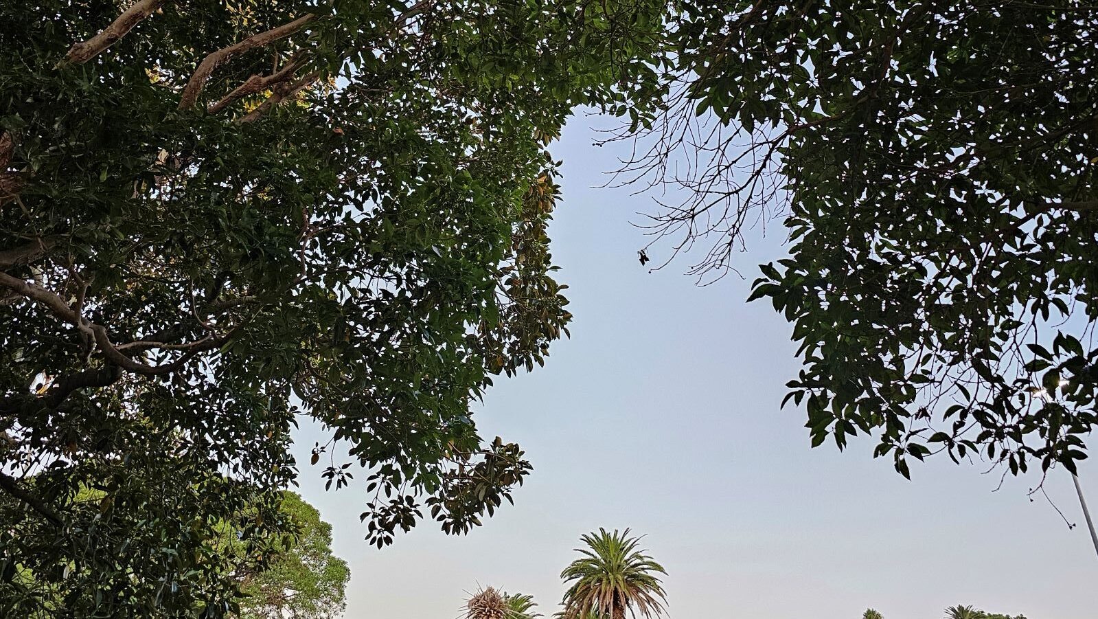 leaves sky sunset