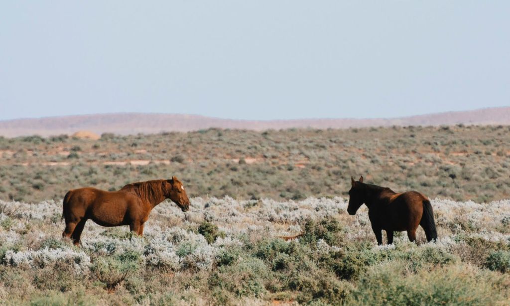 equine therapy australia